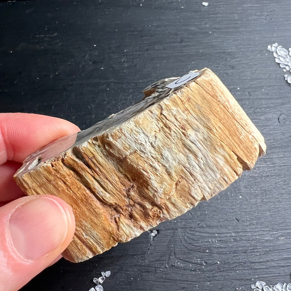 Versteinertes Holz, Auswahl C, seitlich. eine Seite Hochglanz poliert. | Happy Minerals