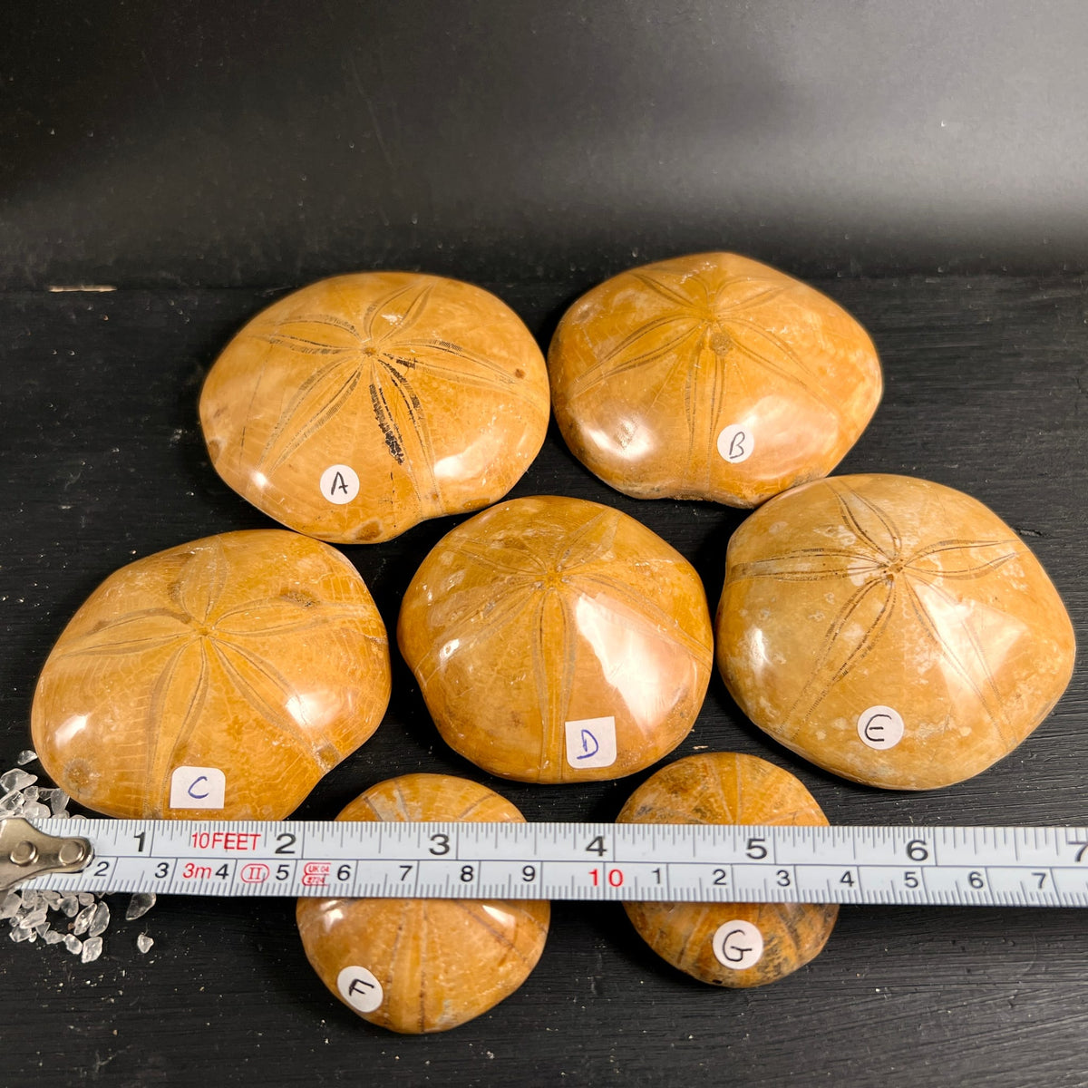 Versteinerte Seeigel aus Madagaskar, honiggelb poliert mit sternfoermigem Rillenmuster, sieben Groessen | Happy Minerals