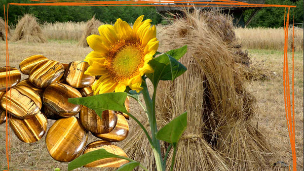 Lughnasadh-Ritual mit Kristallen, Weizenähren und goldener Kerze – 1. August Ernte-Fest | Happy Minerals