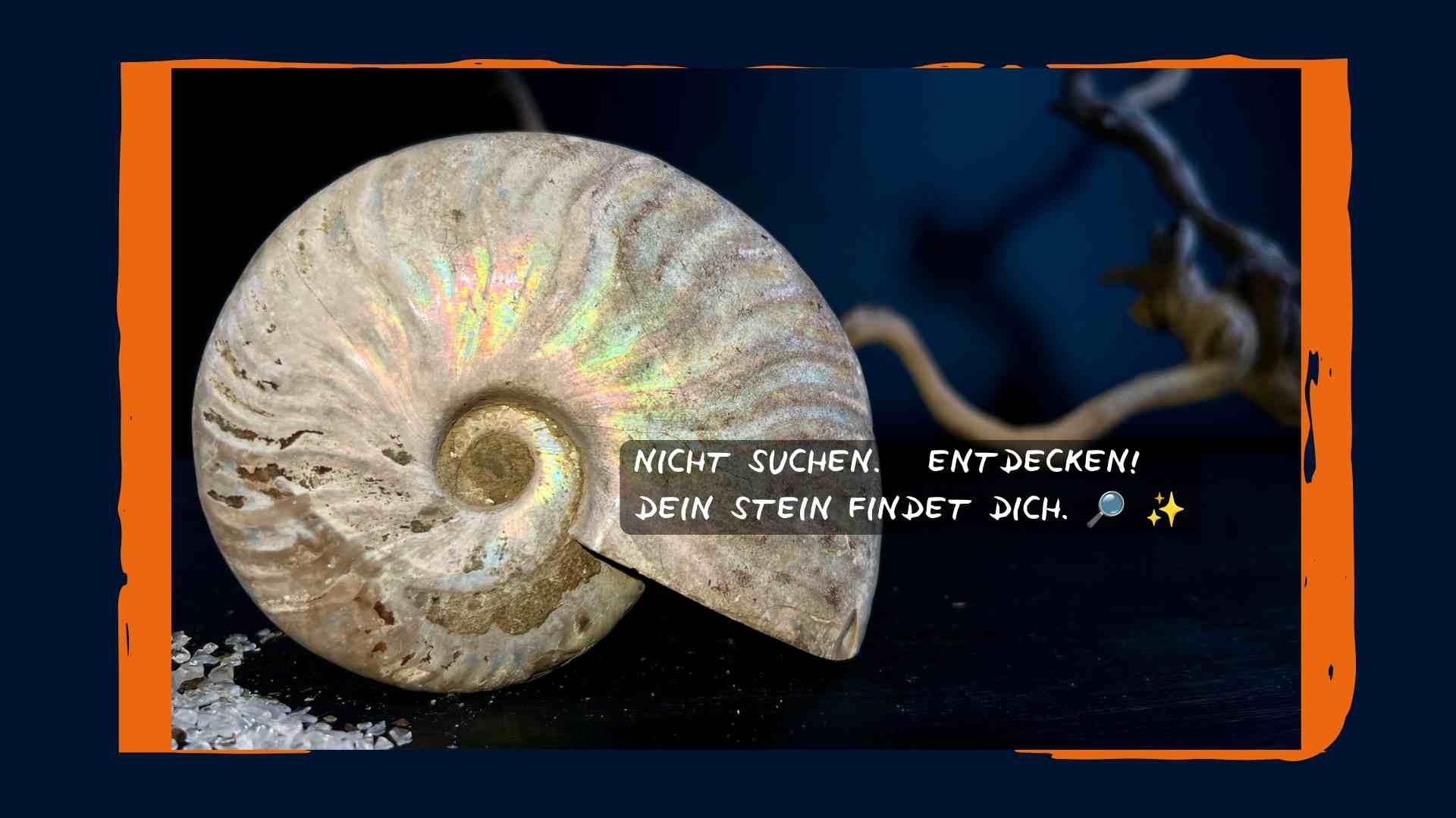 Ammonit Fossil - opalisiert, bunt schimmernd | Happy Minerals