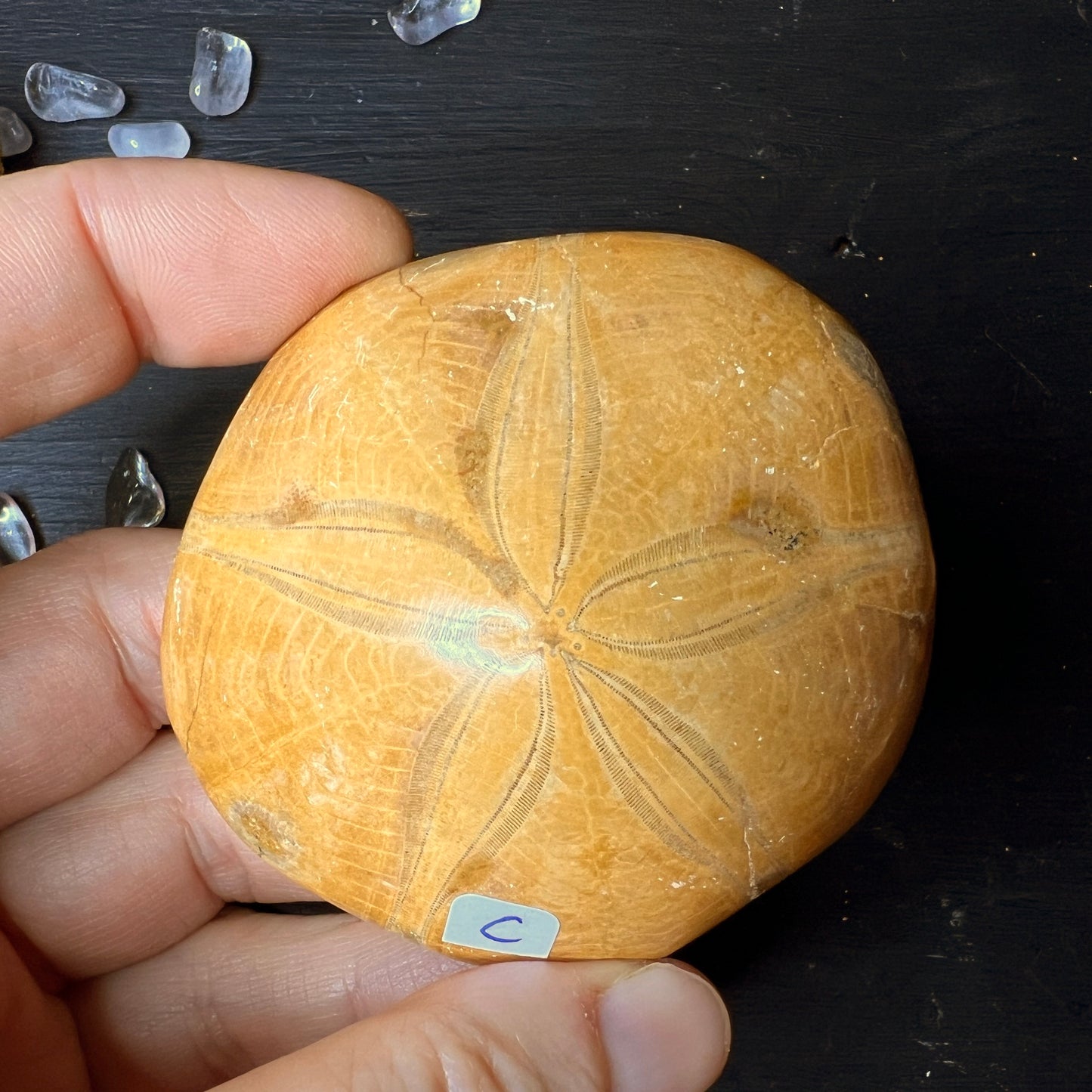 Fossil Seeigel aus Madagaskar "C" | Happy Minerals