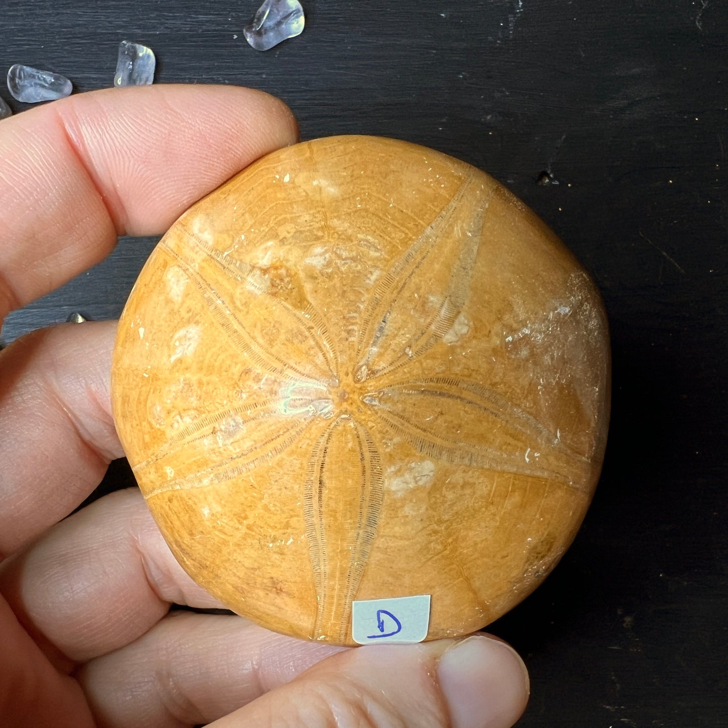 Fossiler Seeigel aus Madagaskar "D" | Happy Minerals