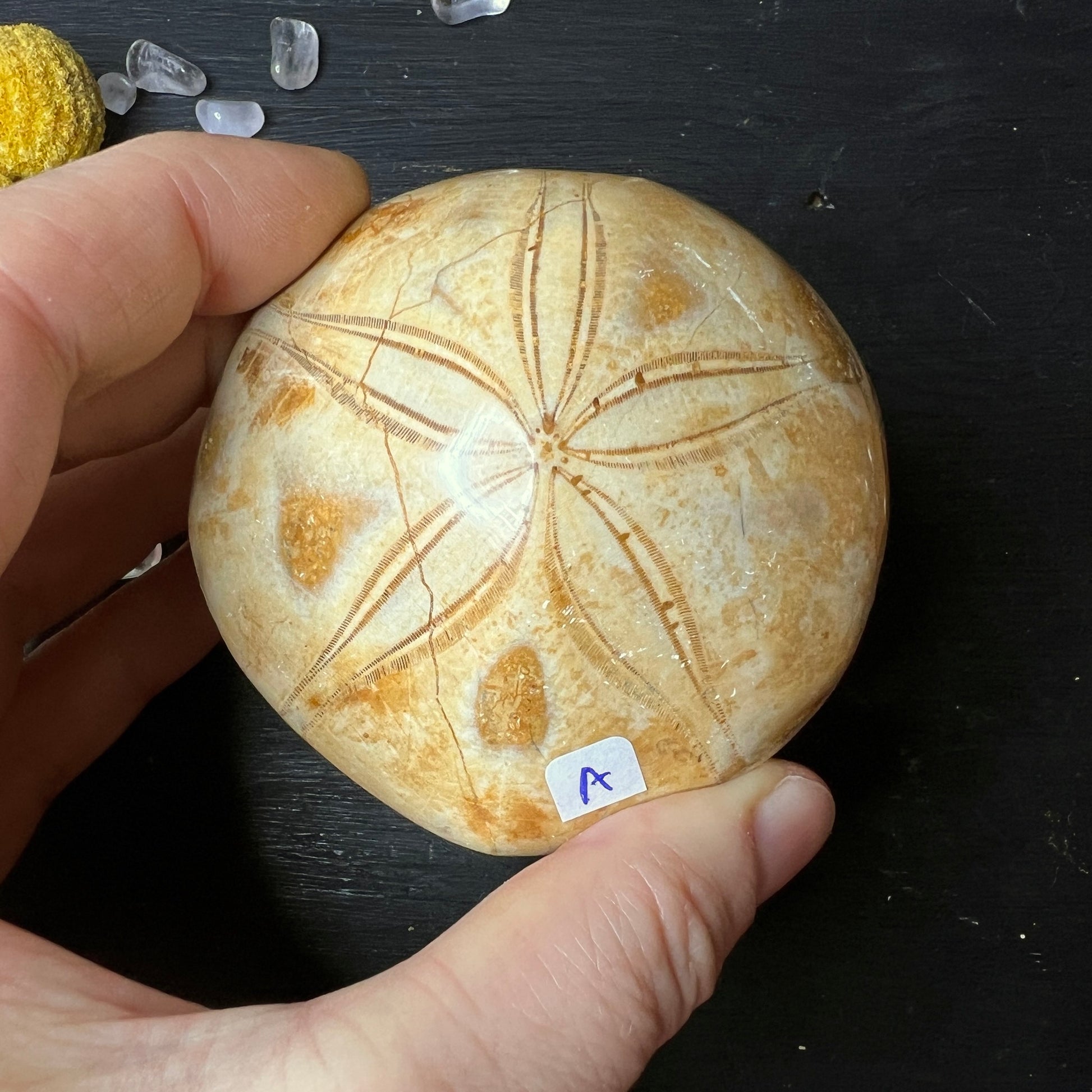 Fossiler Seeigel aus Madagaskar "A" | Happy Minerals
