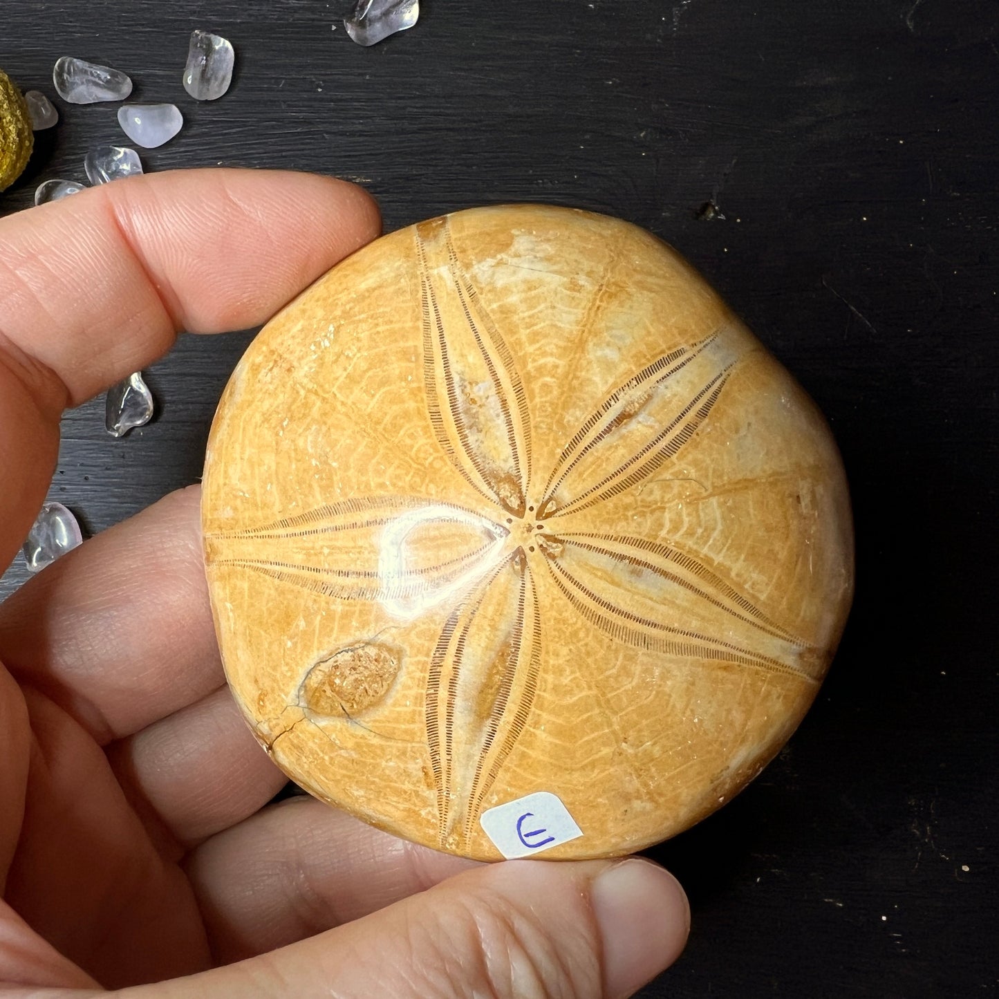 Fossiler Seeigel aus Madagaskar "E" | Happy Minerals