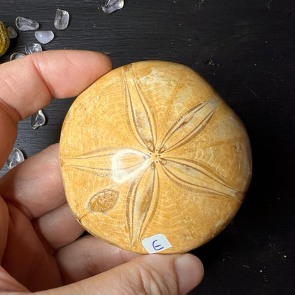 Fossiler Seeigel aus Madagaskar "E" | Happy Minerals