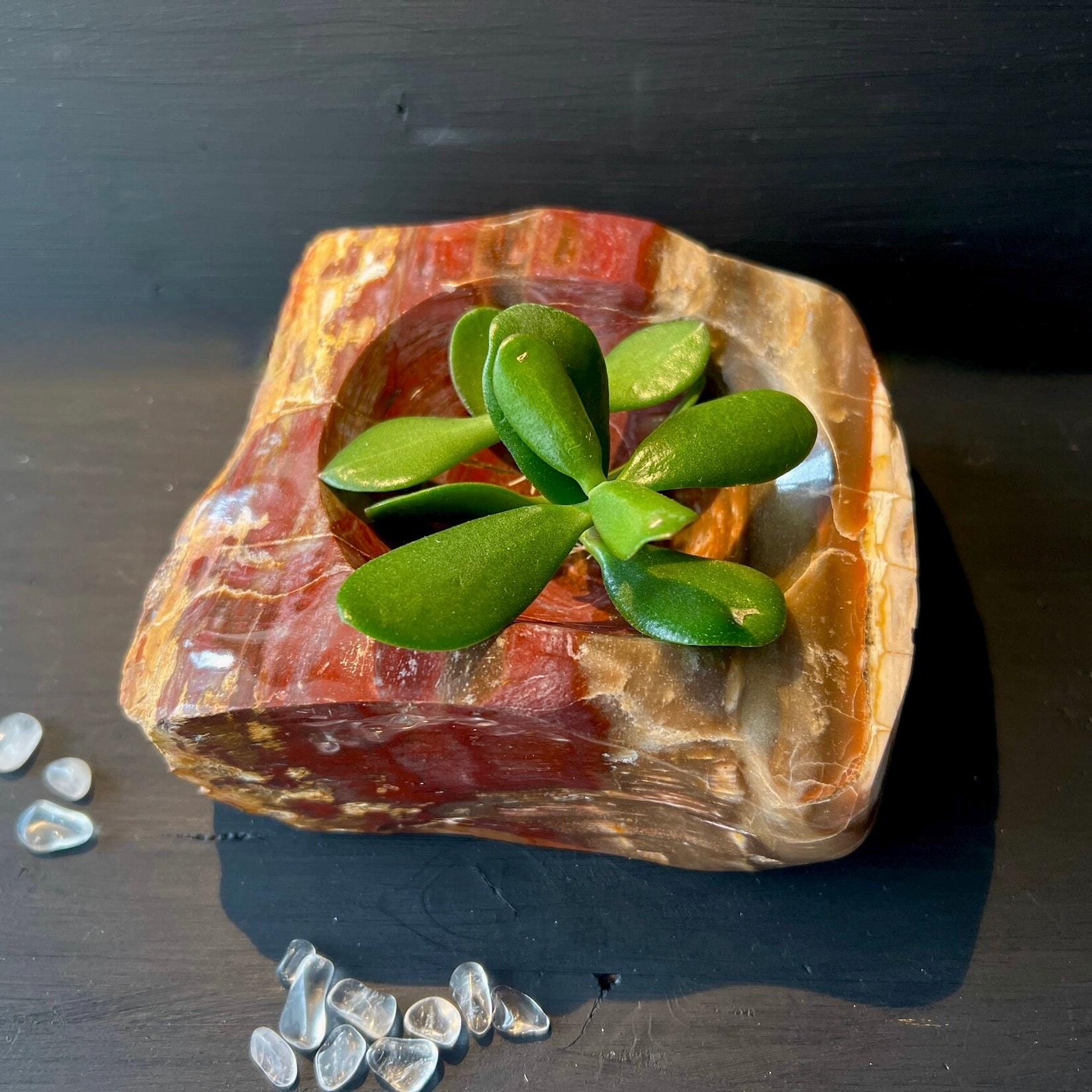 Große Steinschale | Rotes, Versteinertes Holz | mit Pflanze | Happy Minerals