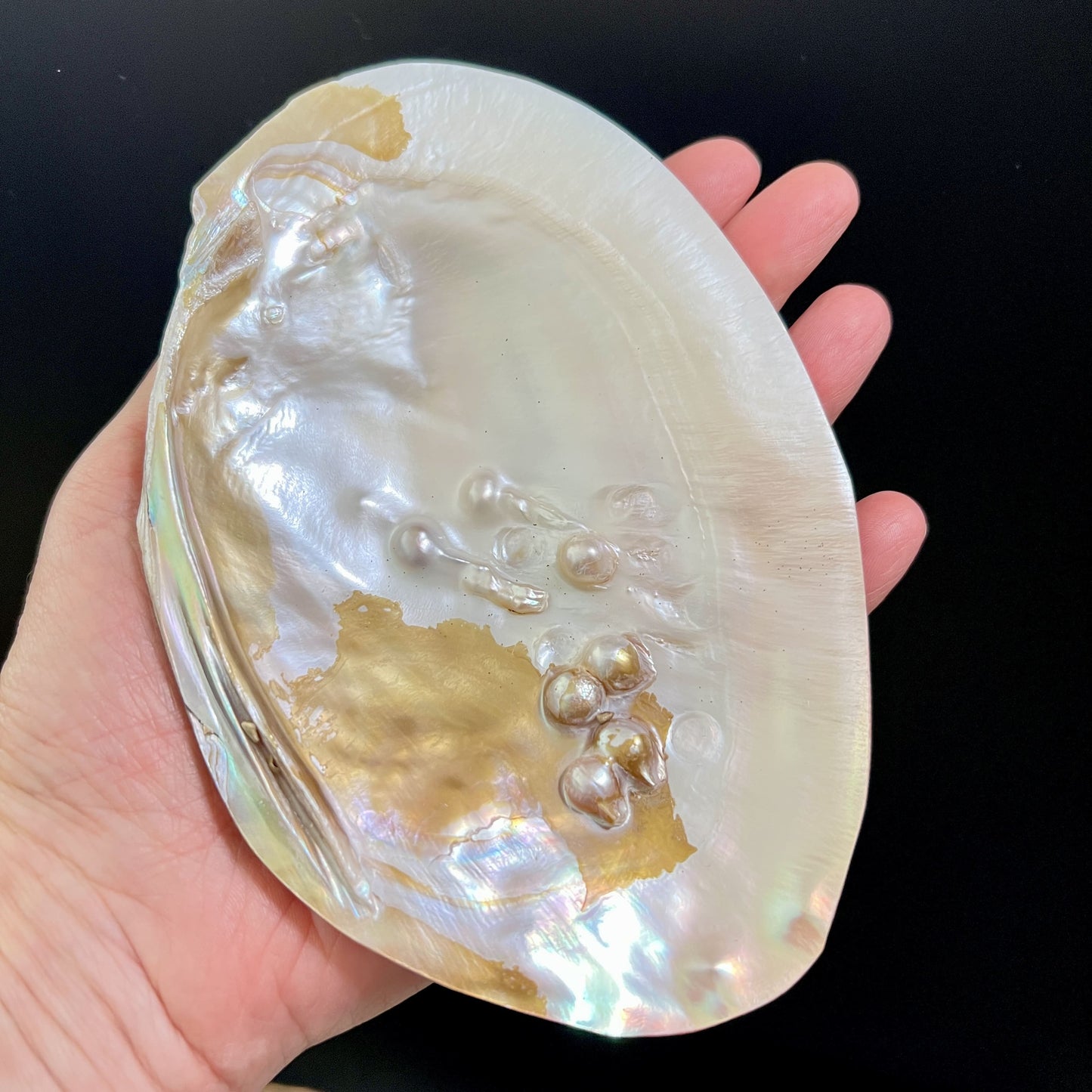 Muschelschale ca. 15x10cm | Räucherschale | Happy Minerals
