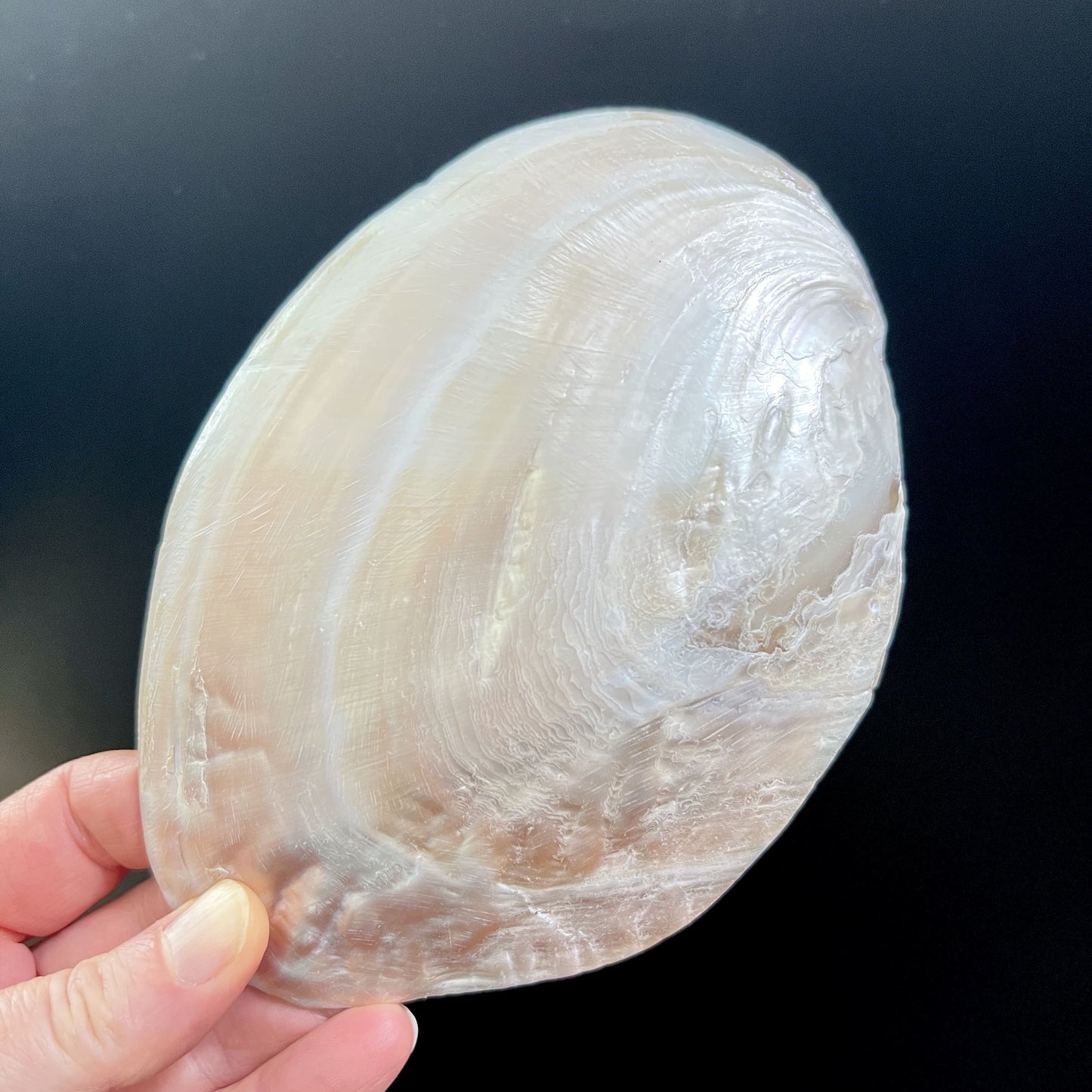 Muschelschale ca. 15x10cm zum Aufladen von Kristallen Außenseite | Räucherschale | Happy Minerals