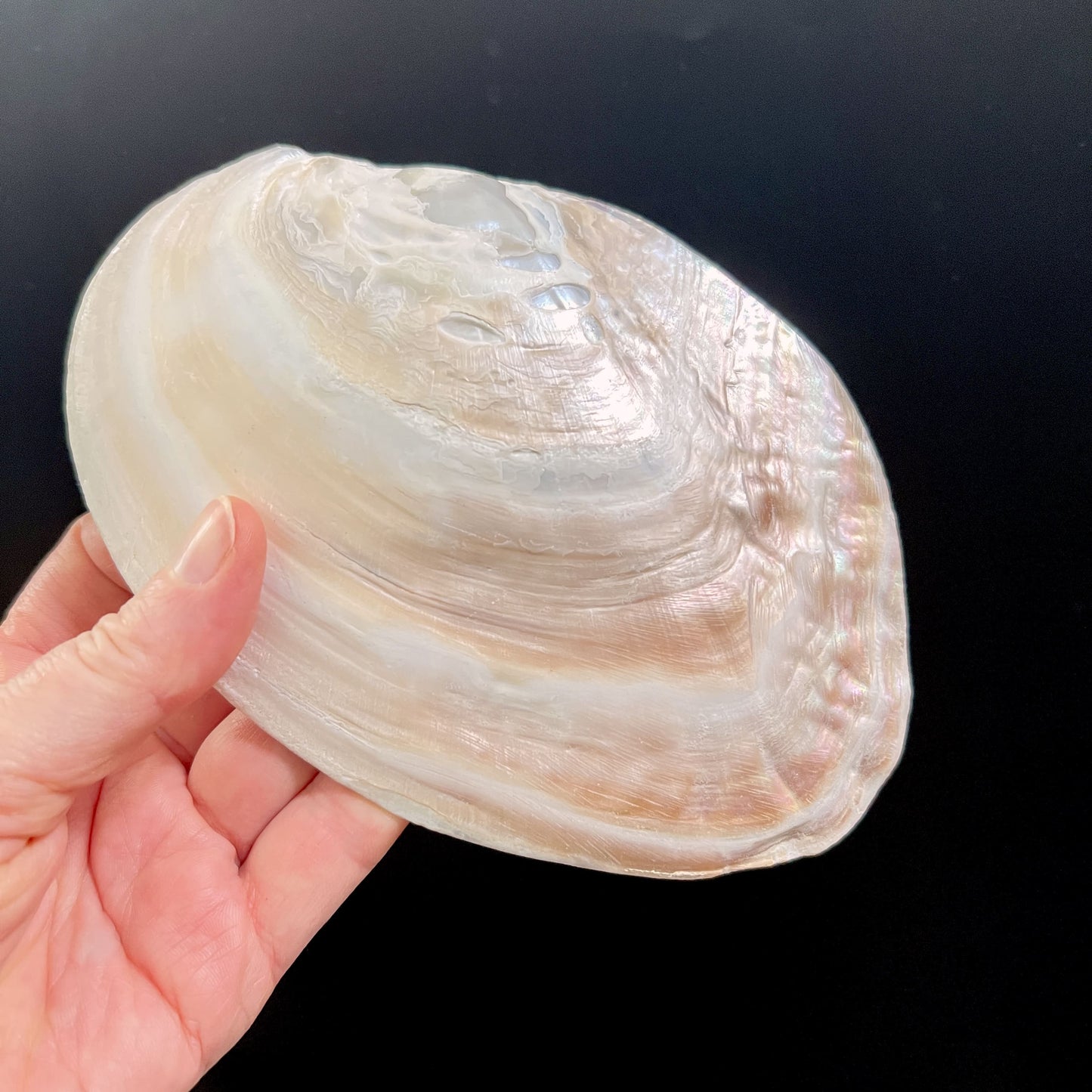 Muschelschale ca. 15x10cm zum Aufladen von Kristallen in der Hand | Räucherschale | Happy Minerals