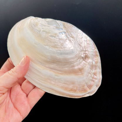 Muschelschale ca. 15x10cm zum Aufladen von Kristallen in der Hand | Räucherschale | Happy Minerals