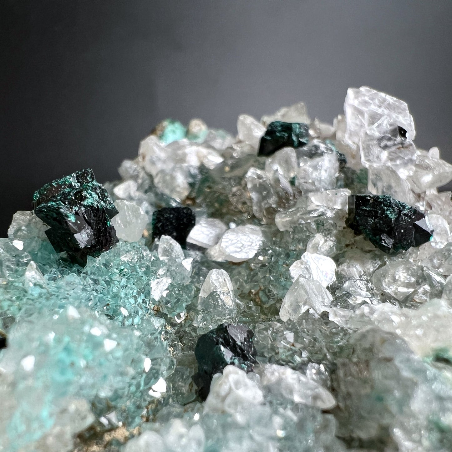 Nahaufnahme eines Gem Silica Chrysokoll Quarz Clusters auf brauner Matrix | Happy Minerals
