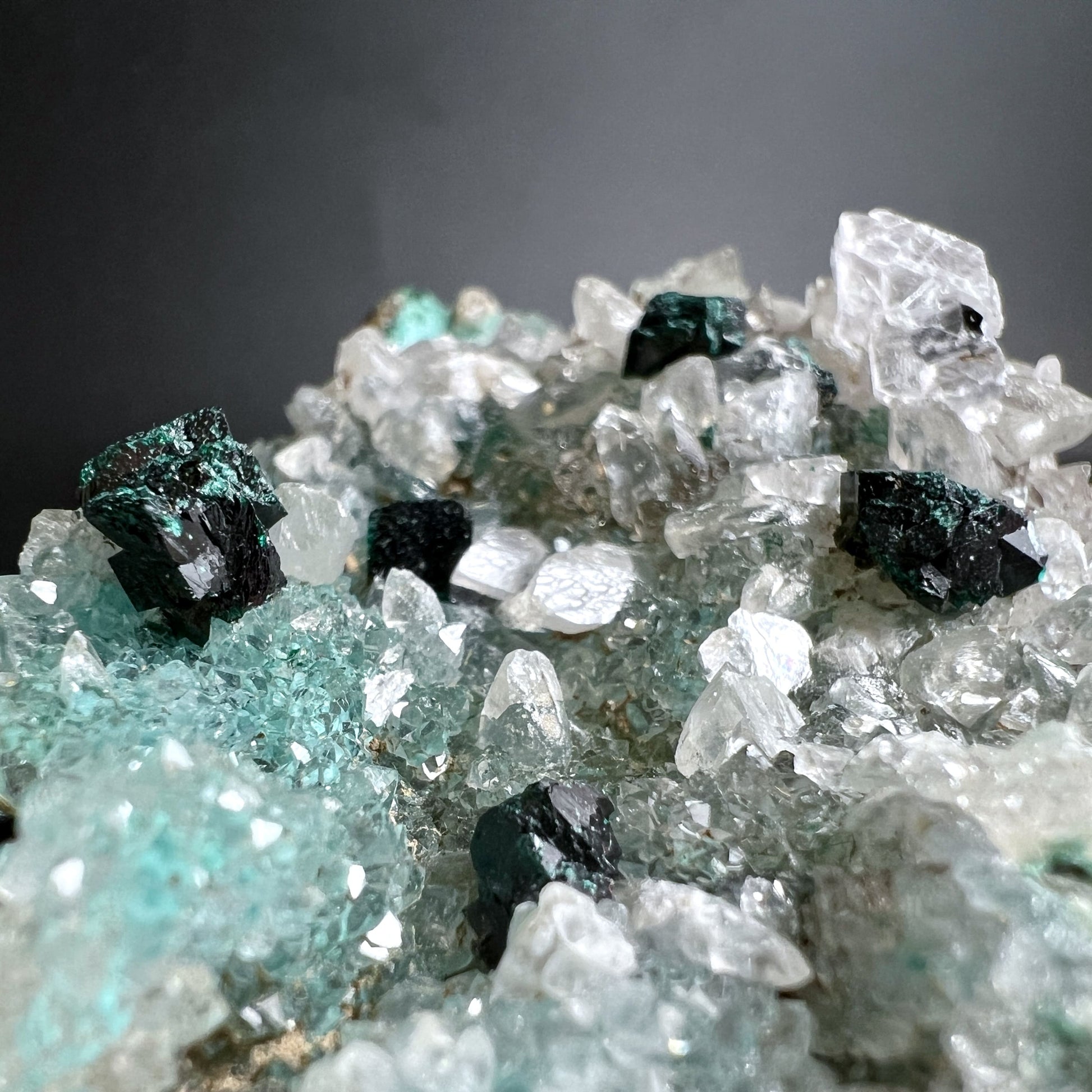 Nahaufnahme eines Gem Silica Chrysokoll Quarz Clusters auf brauner Matrix | Happy Minerals