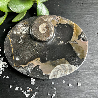 Ammonit Fossilien-Schale oval, polierter schwarzer Kalkstein mit Spiralen, Marokko – Happy Minerals