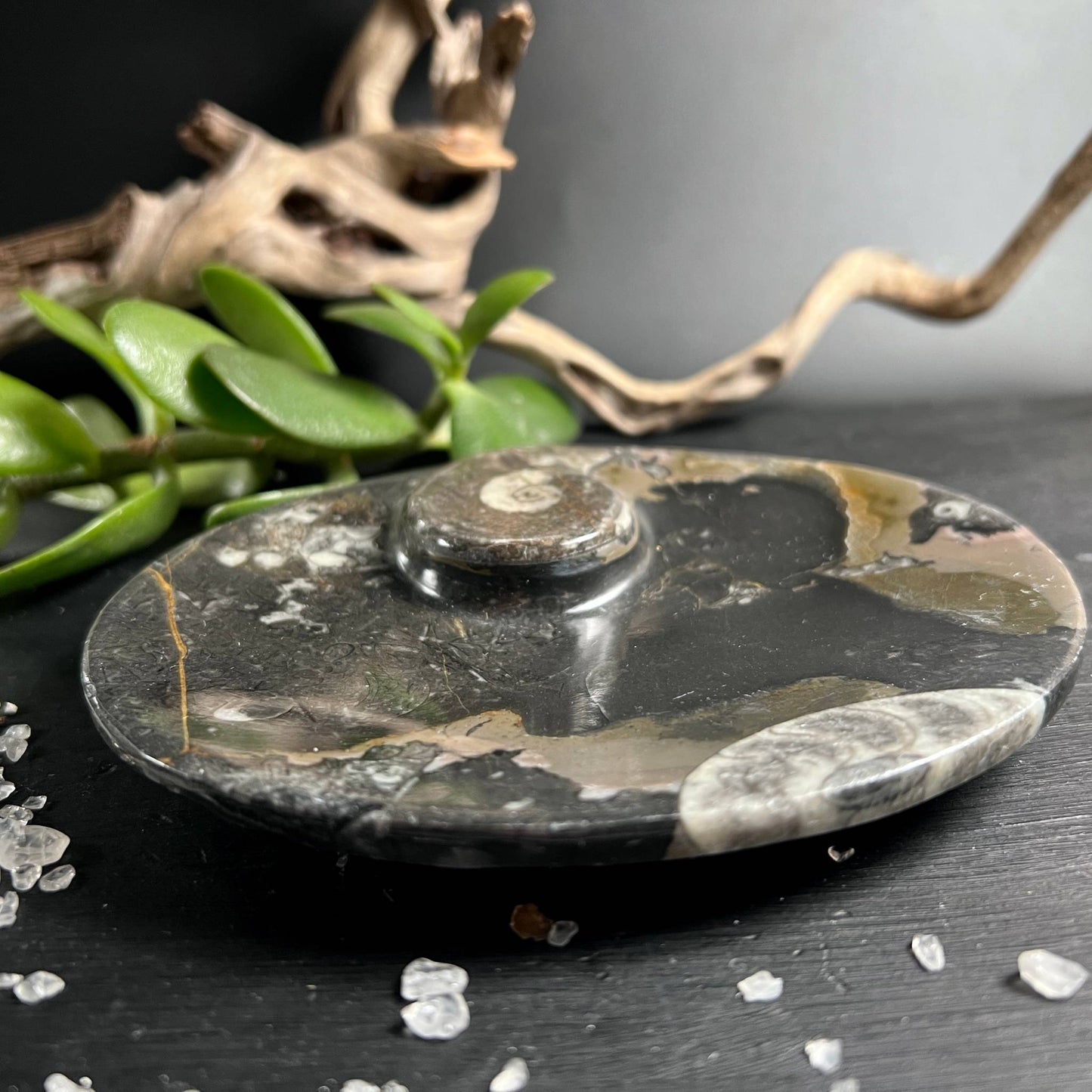 Ammonit-Schale von der Seite, erhabener Fossil-Knauf, spiegelpoliert, Marokko – Happy Minerals