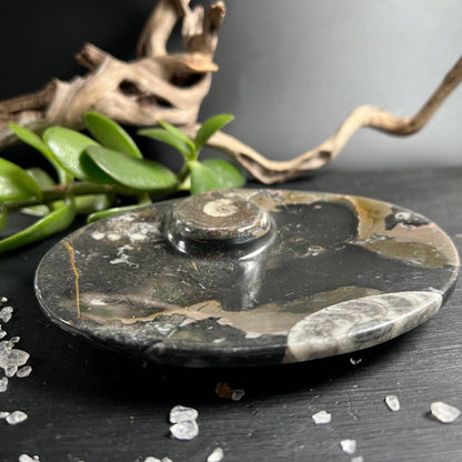 Ammonit-Schale von der Seite, erhabener Fossil-Knauf, spiegelpoliert, Marokko – Happy Minerals
