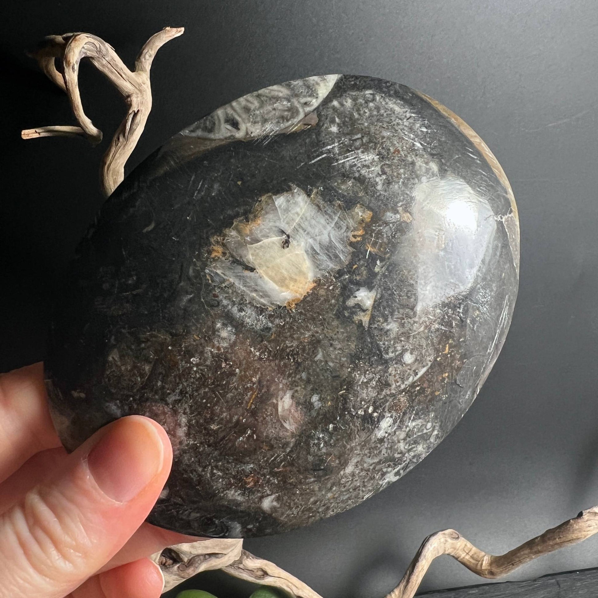 Rückseite der Ammonit Fossilien-Schale in der Hand, natürliche Maserung – Happy Minerals