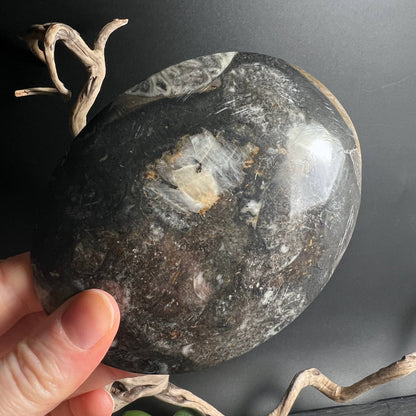 Rückseite der Ammonit Fossilien-Schale in der Hand, natürliche Maserung – Happy Minerals
