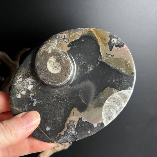 Ammonit Fossilien-Schale Vorderseite in der Hand, cremefarbene Spiralen auf Schwarz – Happy Minerals