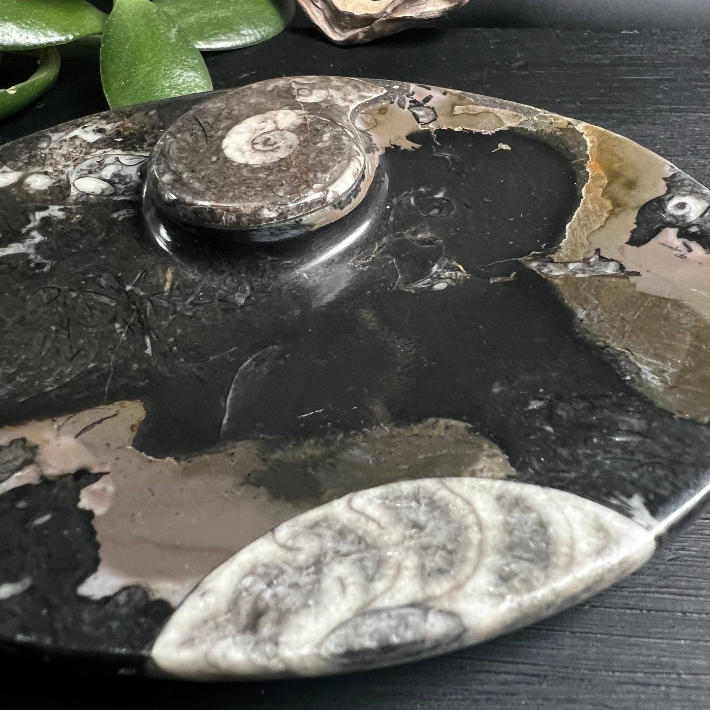 Detailaufnahme Ammonit-Schale, Orthoceras und Spiralen im Kalkstein, Marokko – Happy Minerals