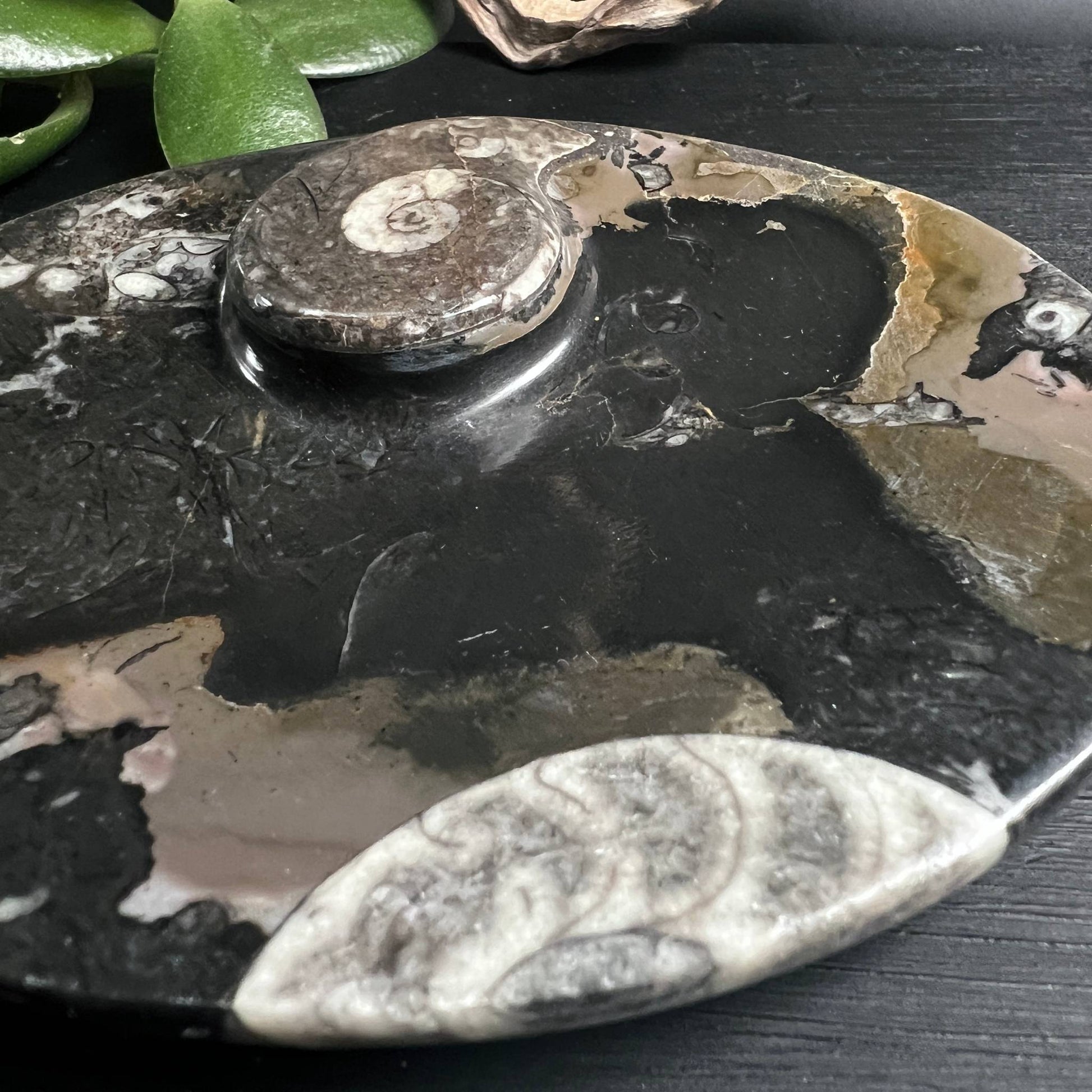 Detailaufnahme Ammonit-Schale, Orthoceras und Spiralen im Kalkstein, Marokko – Happy Minerals