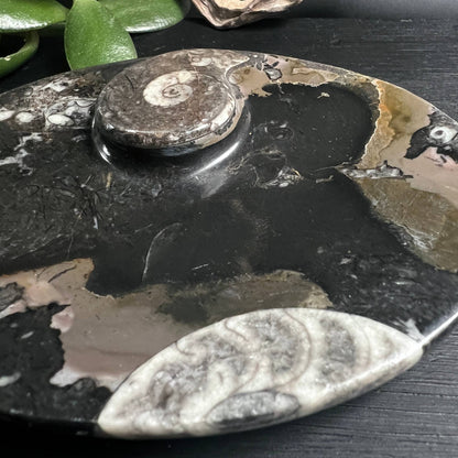 Detailaufnahme Ammonit-Schale, Orthoceras und Spiralen im Kalkstein, Marokko – Happy Minerals