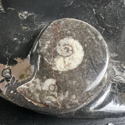 Nahaufnahme erhöhter Ammonit-Knauf, feine Spiralstruktur sichtbar – Happy Minerals