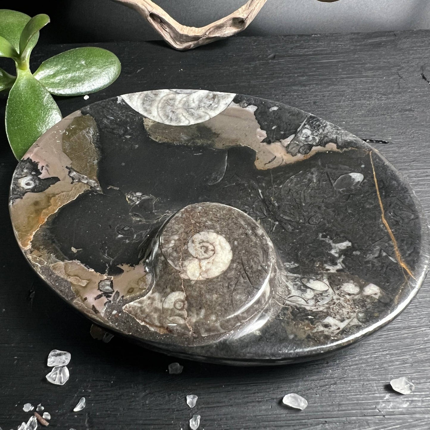 Ammonit Fossilien-Schale als Dekoobjekt und Kristallablage, Marokko – Happy Minerals