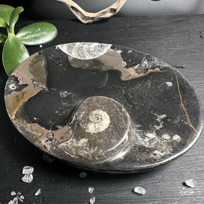 Ammonit Fossilien-Schale als Dekoobjekt und Kristallablage, Marokko – Happy Minerals