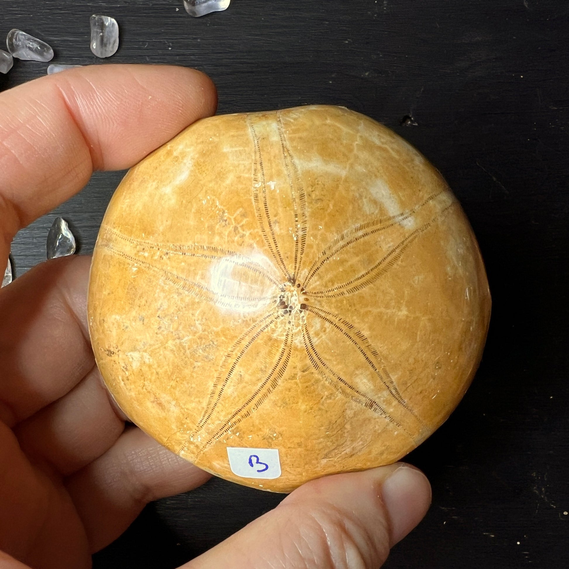 Seeigel aus Madagaskar "B" | Happy Minerals