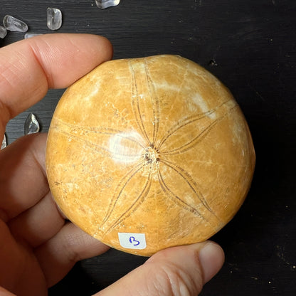Seeigel aus Madagaskar "B" | Happy Minerals
