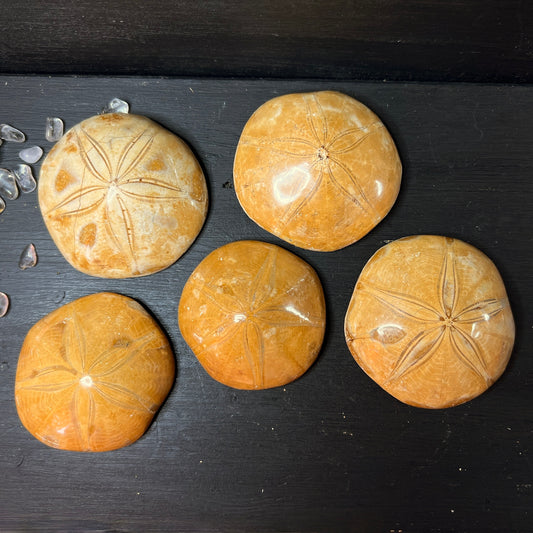 Seeigel_aus_Madagaskar | Happy Minerals