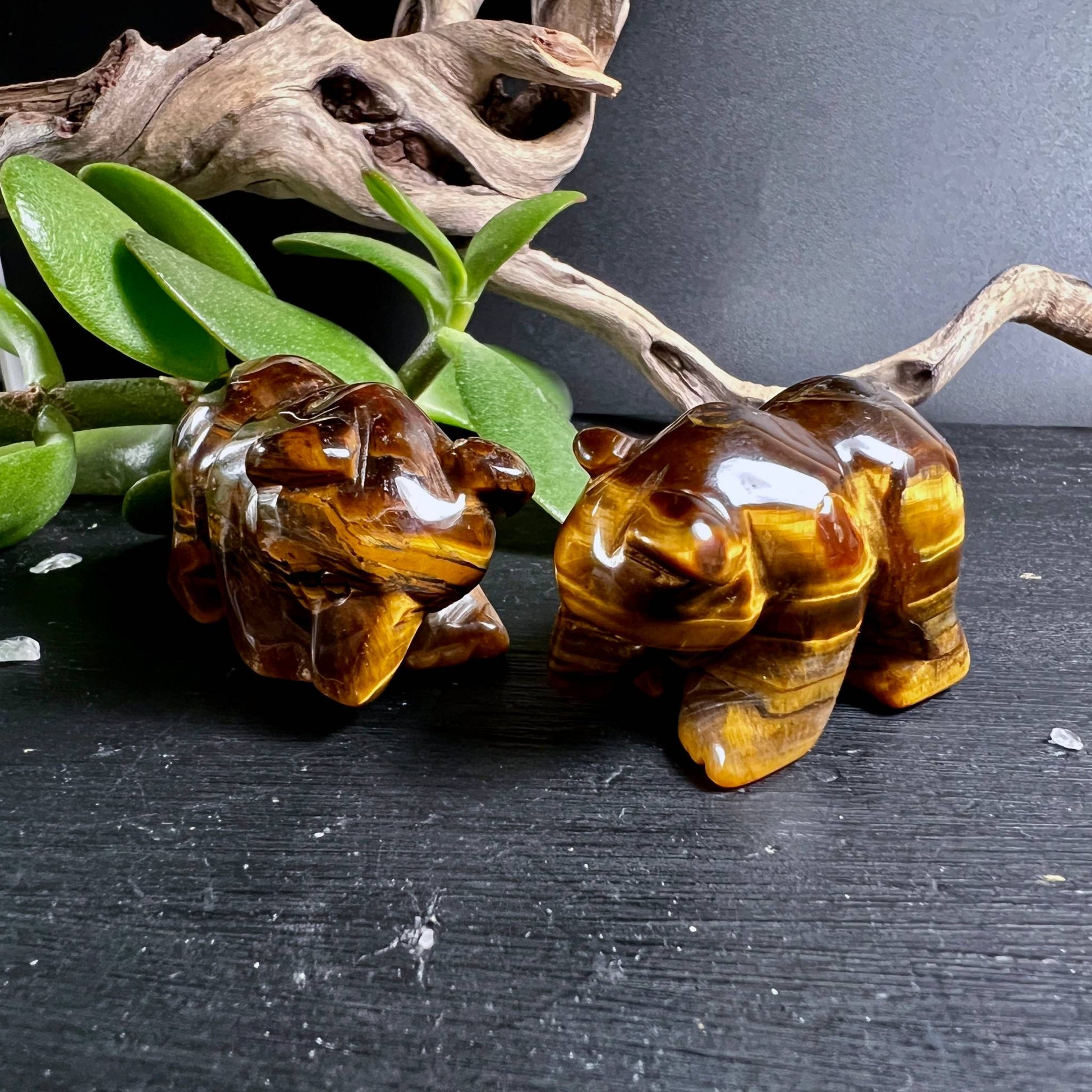 Zwei Tigerauge Bären Krafttier-Figuren mit goldenem Schimmer auf dunklem Holz | Happy Minerals