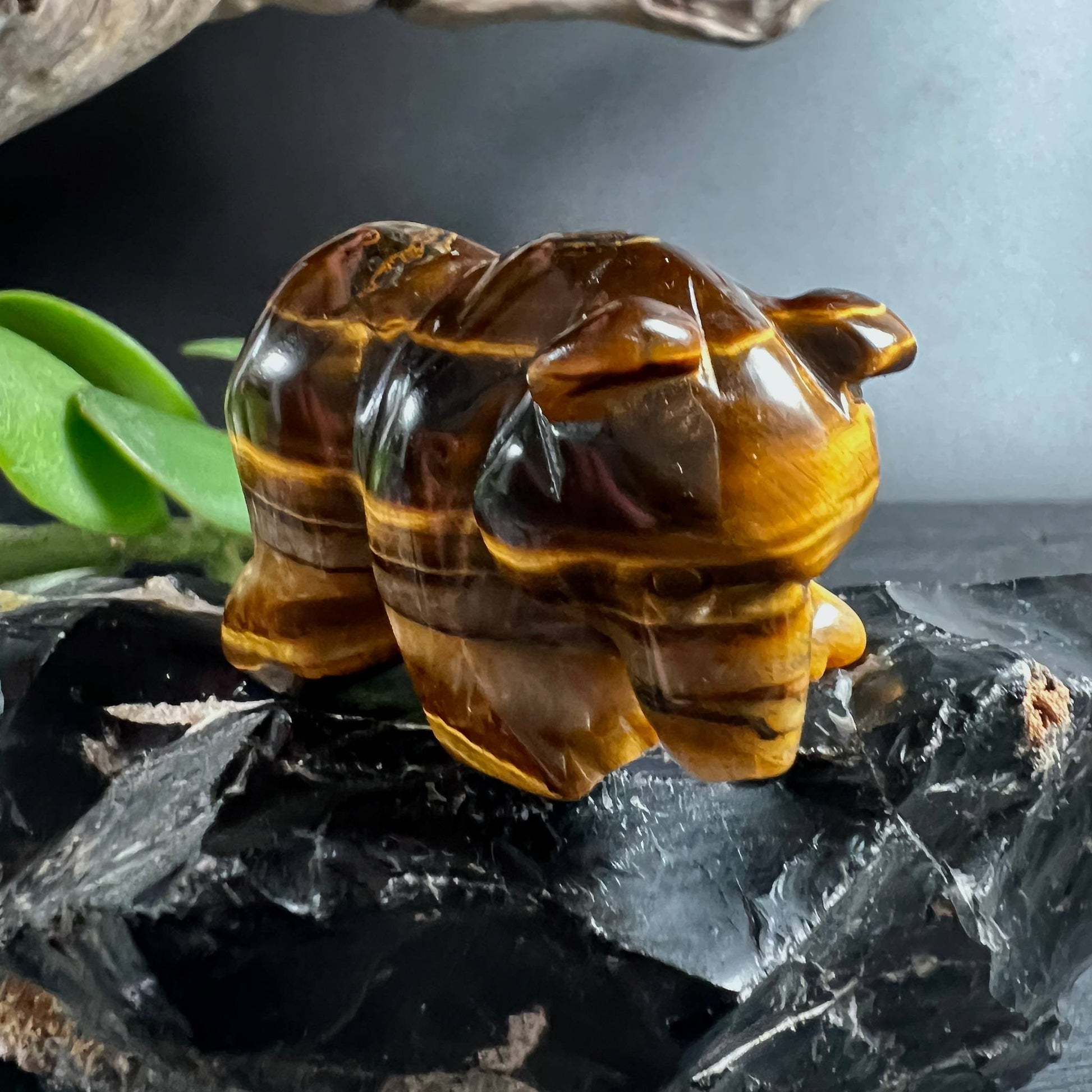 Tigerauge Bär von vorne mit goldbraunen Streifen auf Onyx | Happy Minerals