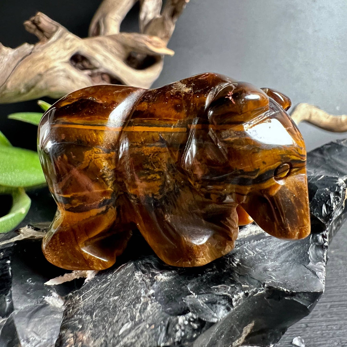 Polierter Tigerauge Bär Seitenansicht mit warmem Goldglanz | Happy Minerals