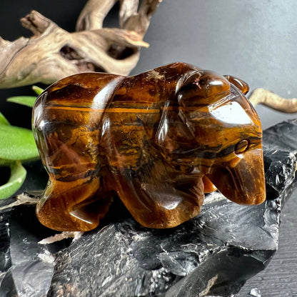 Polierter Tigerauge Bär Seitenansicht mit warmem Goldglanz | Happy Minerals