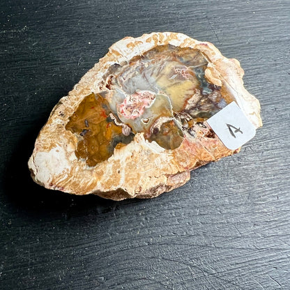Versteinertes Holz, Auswahl A. eine Seite Hochglanz poliert. | Happy Minerals
