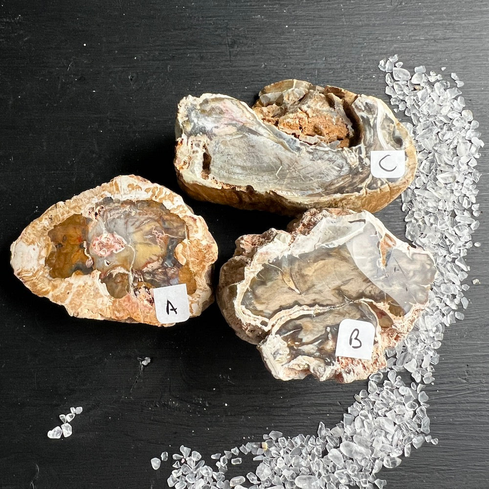 Versteinertes Holz, Auswahl A,B,C. eine Seite Hochglanz poliert. | Happy Minerals