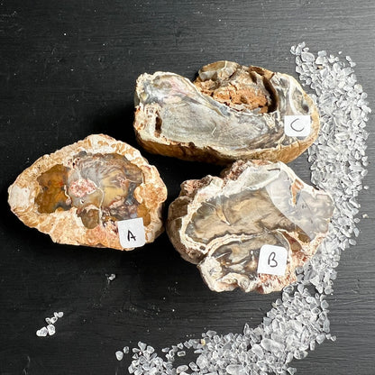 Versteinertes Holz, Auswahl A,B,C. eine Seite Hochglanz poliert. | Happy Minerals