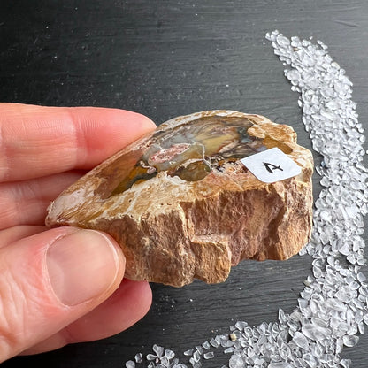 Versteinertes Holz, Auswahl A, seitlich. eine Seite Hochglanz poliert. | Happy Minerals