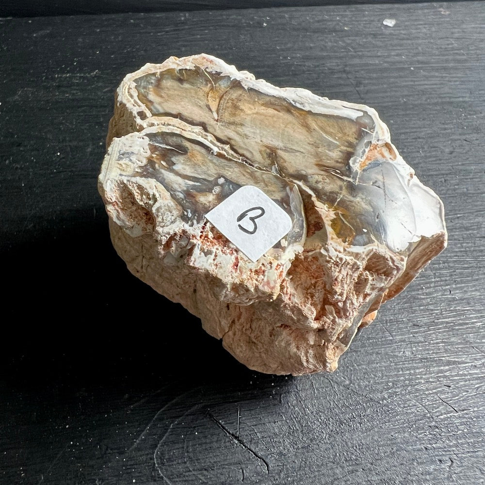 Versteinertes Holz, Auswahl B. eine Seite Hochglanz poliert. | Happy Minerals