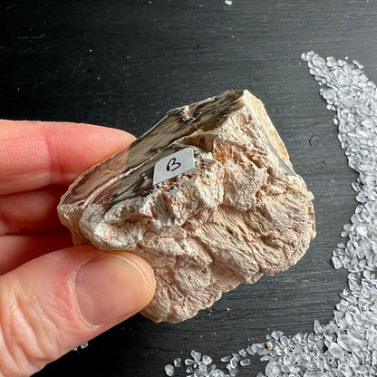 Versteinertes Holz, Auswahl B, seitlich. eine Seite Hochglanz poliert. | Happy Minerals