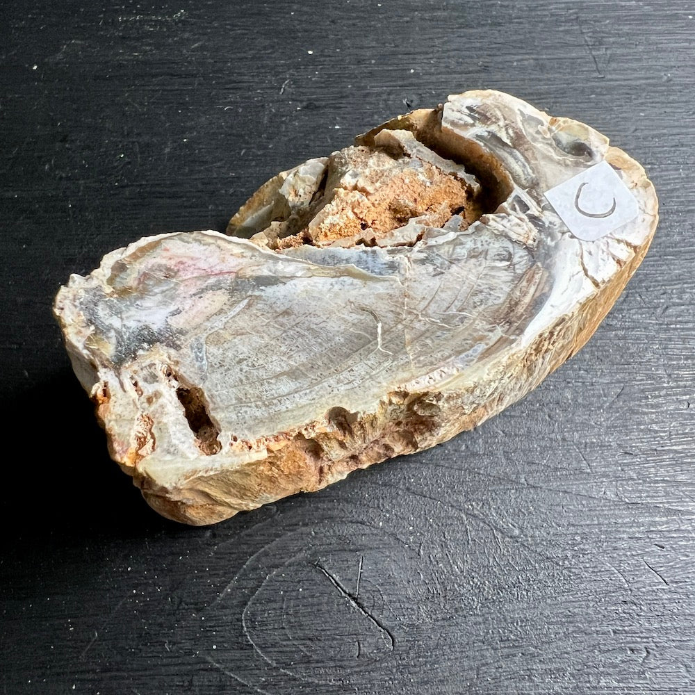 Versteinertes Holz, Auswahl C. eine Seite Hochglanz poliert. | Happy Minerals