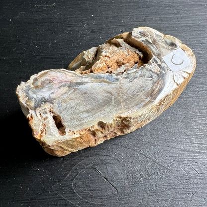 Versteinertes Holz, Auswahl C. eine Seite Hochglanz poliert. | Happy Minerals