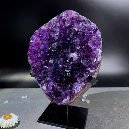 Tiefviolette Amethyst-Druse auf schwarzem Metallständer mit funkelnden Kristallspitzen von Happy Minerals