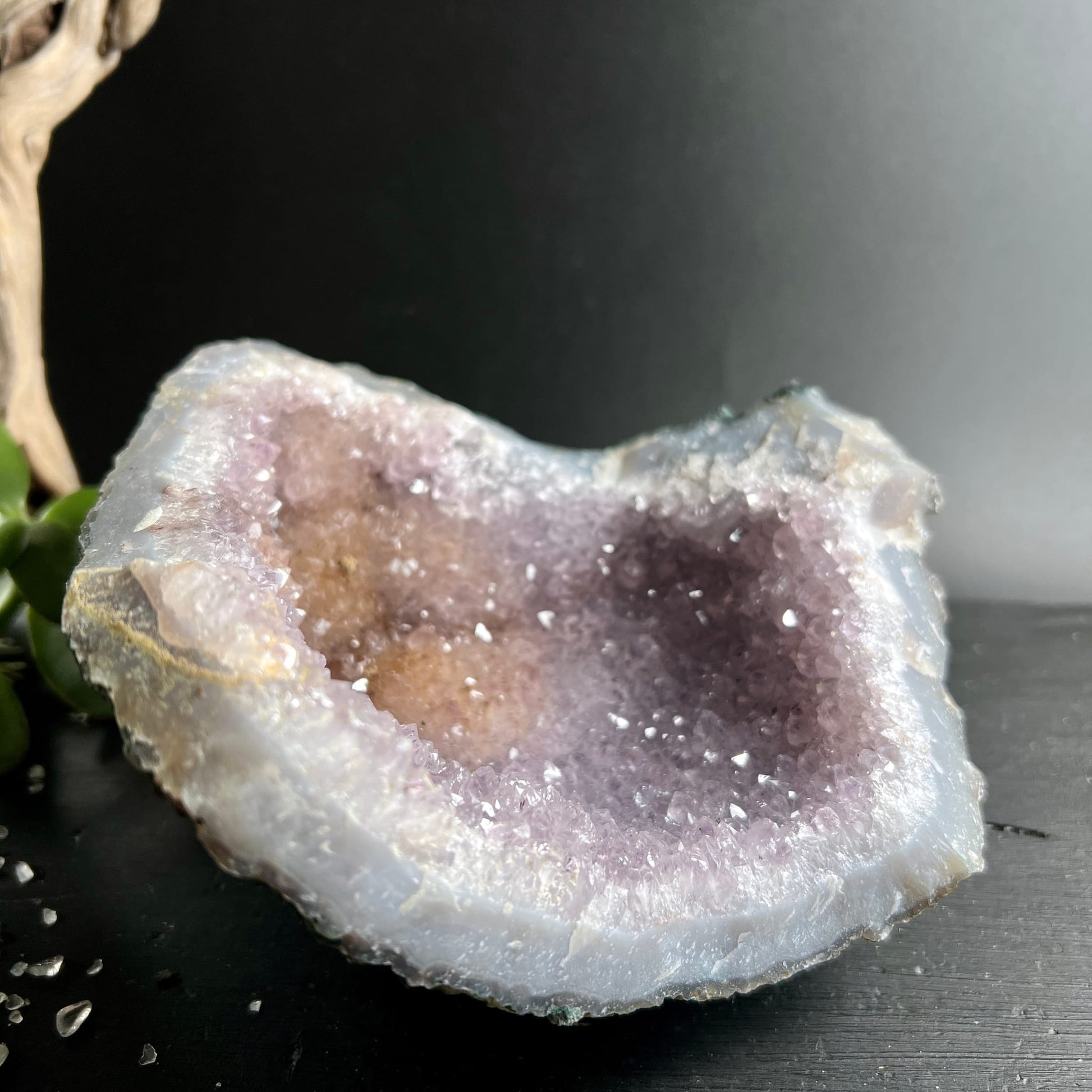 Amethyst Druse mit violett-lavendelfarbenen Kristallen, cremig-weißer Achat-Außenschicht und goldbräunlichem Zentrum, Halbkugelform | Happy Minerals
