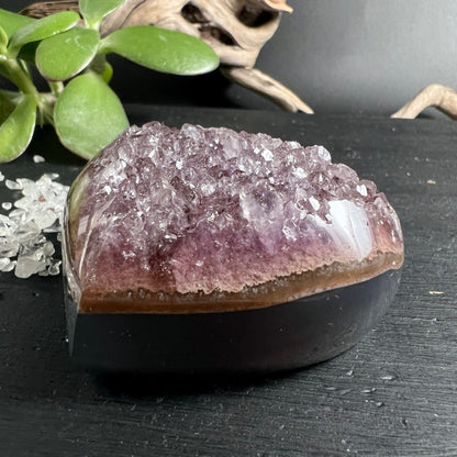 Amethyst Herz Uruguay | Kristalldruse | violette Spitzen | Jade Pflanze | schwarzer Hintergrund | Happy Minerals