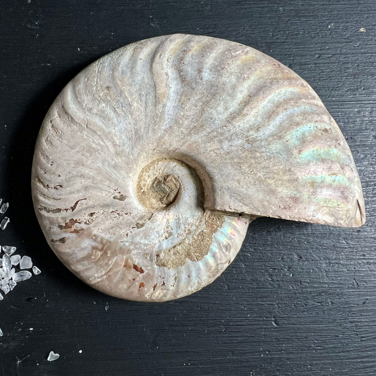 Ammonit Cleoniceras | schillernde Regenbogen-Iridenz | Madagaskar Fossil | Rohstein | Happy Minerals