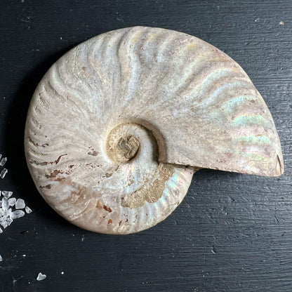 Ammonit Cleoniceras | schillernde Regenbogen-Iridenz | Madagaskar Fossil | Rohstein | Happy Minerals