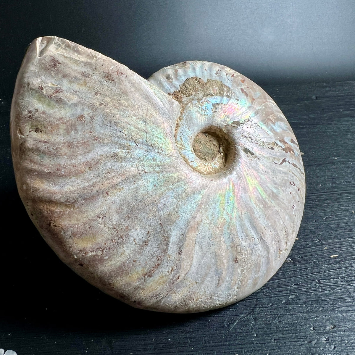 Ammonit Cleoniceras | Seitenansicht | sandfarbene Spirale mit Opal-Glanz | Fossil Rarität | Happy Minerals