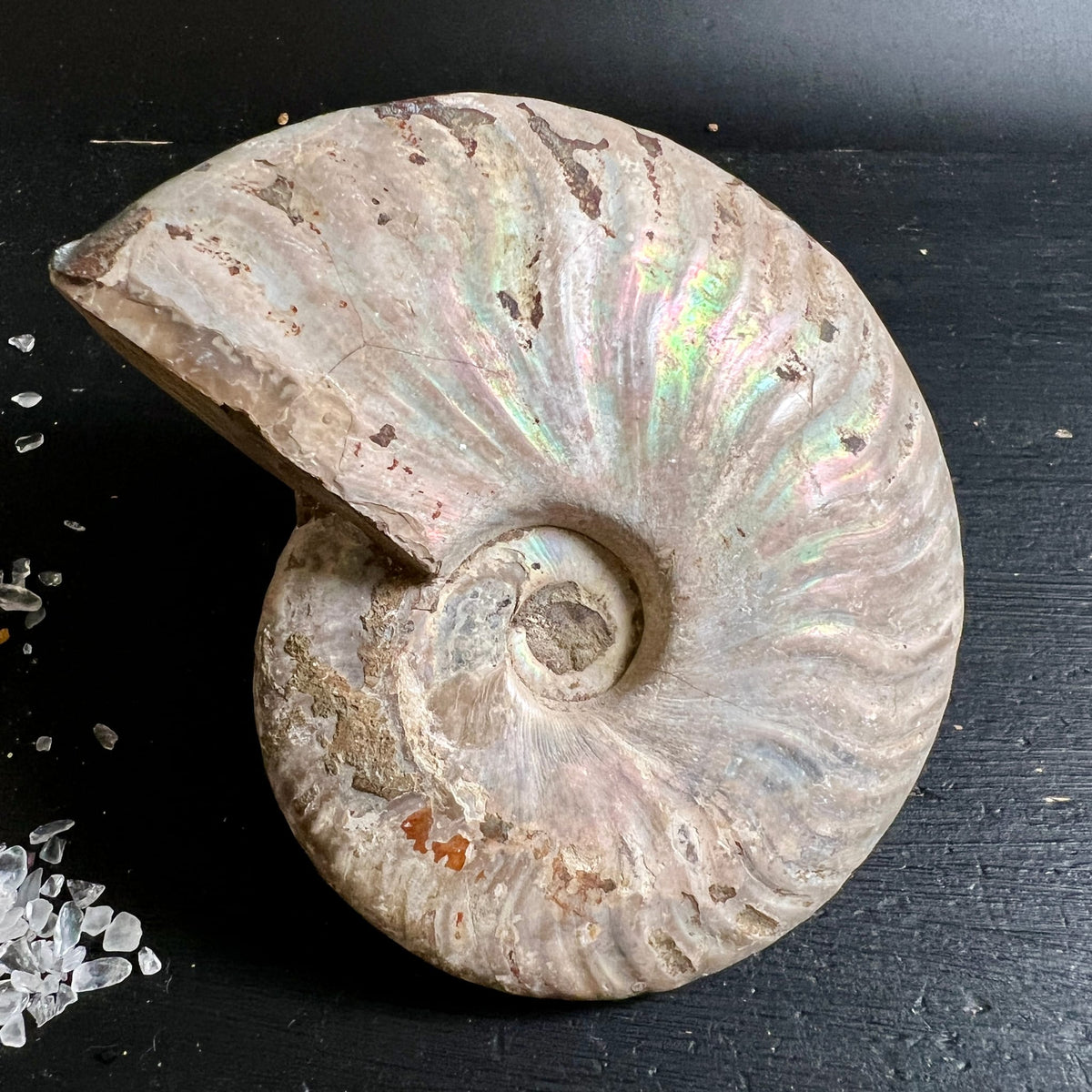 Ammonit Cleoniceras | vollständige Spiralform | Regenbogenfarben auf Beige | Unikat-Fossil | Happy Minerals